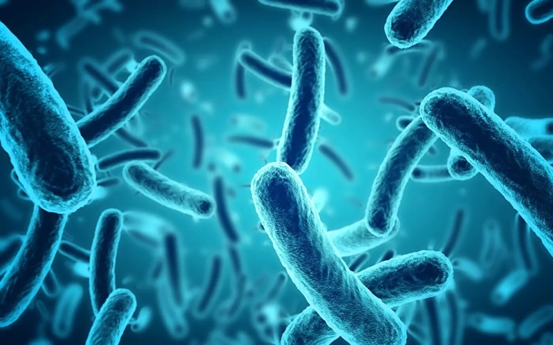 Men vi sinh Bacillus Clausii – Khái niệm và công dụng của nó