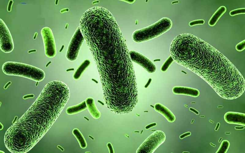 Men vi sinh Bacillus indicus “vệ sĩ” đắc lực bảo vệ hệ tiêu hóa và sức khỏe toàn diện